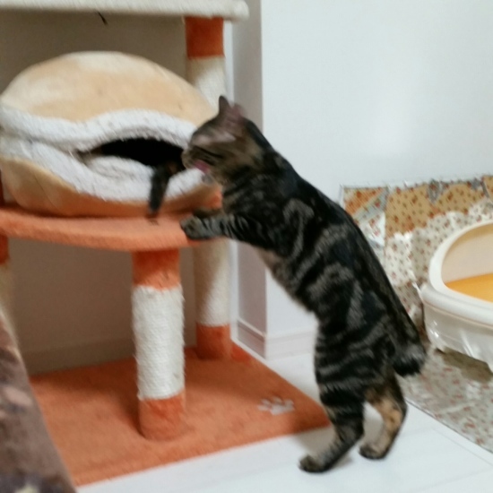 e0144012_12081297.jpeg