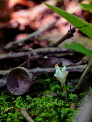 極小植物に異変！_c0351314_22133834.jpg