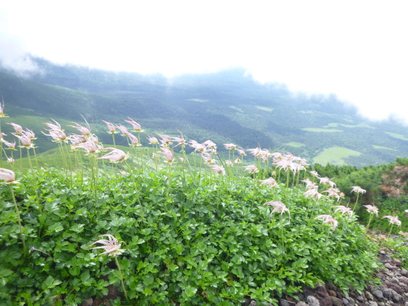 d0170615_17212982.jpg
