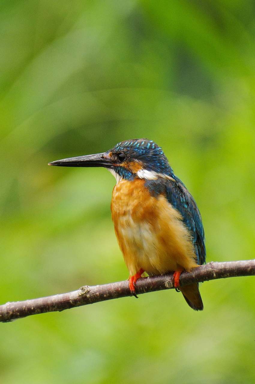 カワセミ、間近で・・・_e0293921_18474543.jpg