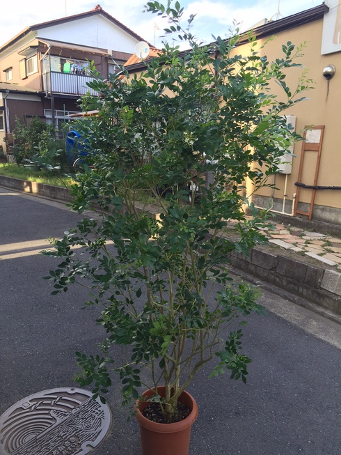 シルクジャスミン Luft News