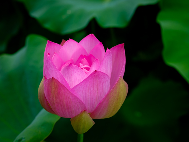 Pink Lotus_f0129532_19235382.jpg