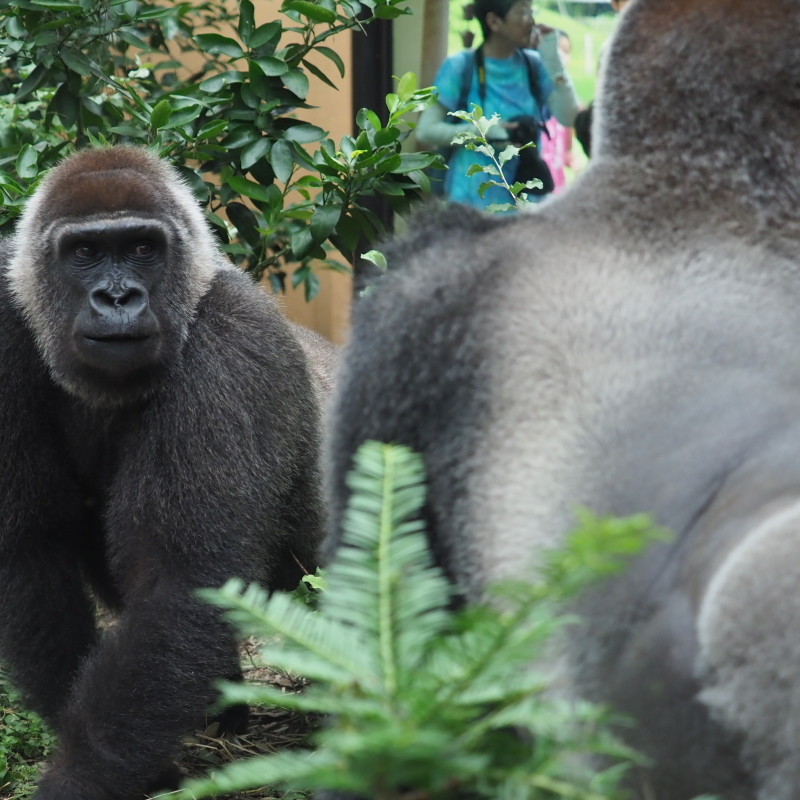 ゲンキとモモタロウの場合 京都市動物園17 7 23 ヒトのたぐい ゴリラと愉快な仲間たち ゲンキとモモタロウの場合 京都市動物園17 7 23 ヒトのたぐい ゴリラと愉快な仲間たち