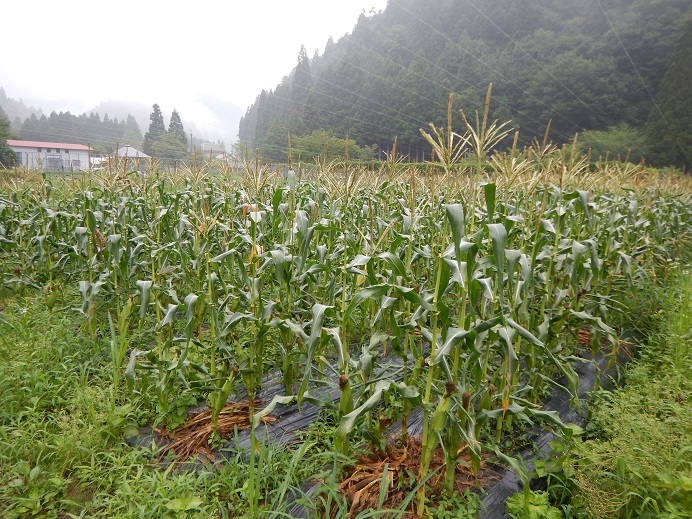 夏本番の久多で里山まつり_c0357242_11044572.jpg