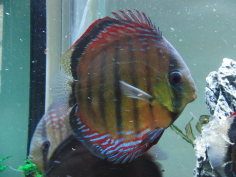 魚群、快晴_d0177045_12231201.jpg
