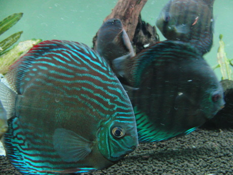 魚群、快晴_d0177045_12232553.jpg