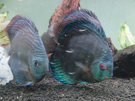 魚群、快晴_d0177045_12234348.jpg