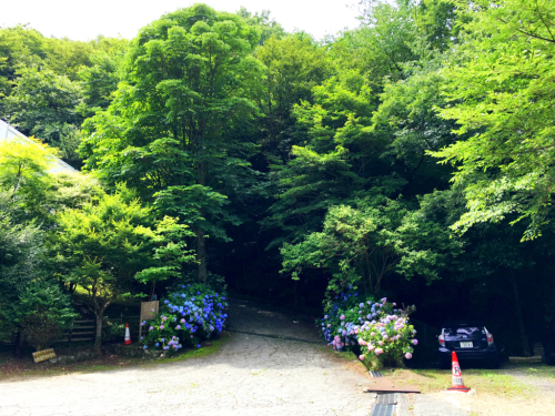 花暦ウォーク@金剛山頂回遊コース_e0292546_21403791.jpg