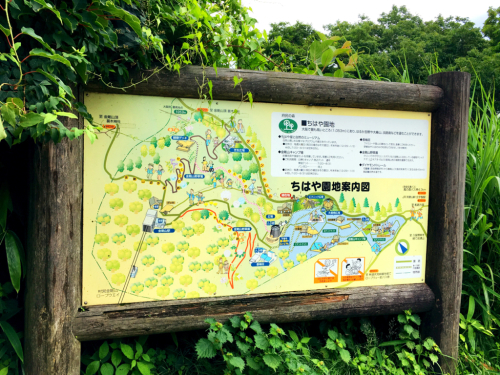 花暦ウォーク@金剛山頂回遊コース_e0292546_22551107.jpg