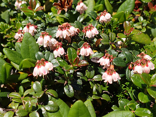 f0214649_05381565.jpg