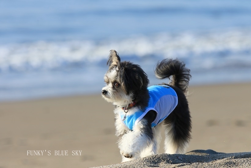 海色のシャツ着て♪　（朝の海で♪　・　Ⅲ）_c0145250_09370225.jpg