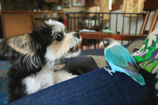 c0145250_09391144.gif