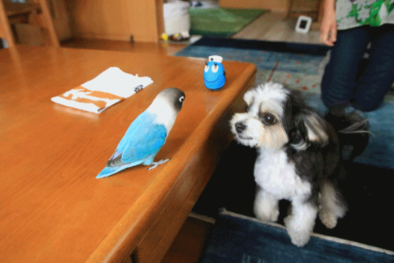 c0145250_09393236.gif