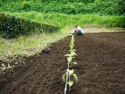 「菊池水源産エゴマ」　平成29年度もしっかり手をかけ無農薬、無化学肥料で育てます！白エゴマの土寄せ作業！_a0254656_17174806.jpg