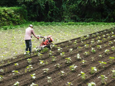 「菊池水源産エゴマ」　平成29年度もしっかり手をかけ無農薬、無化学肥料で育てます！白エゴマの土寄せ作業！_a0254656_17302375.jpg