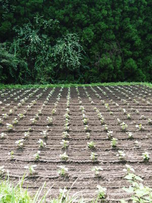 「菊池水源産エゴマ」 平成29年度もしっかり手をかけ無農薬、無化学肥料で育てます!白エゴマの土寄せ作業!_a0254656_18002175.jpg
