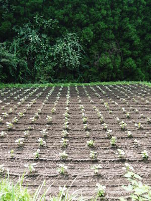 「菊池水源産エゴマ」　平成29年度もしっかり手をかけ無農薬、無化学肥料で育てます！白エゴマの土寄せ作業！_a0254656_18002175.jpg