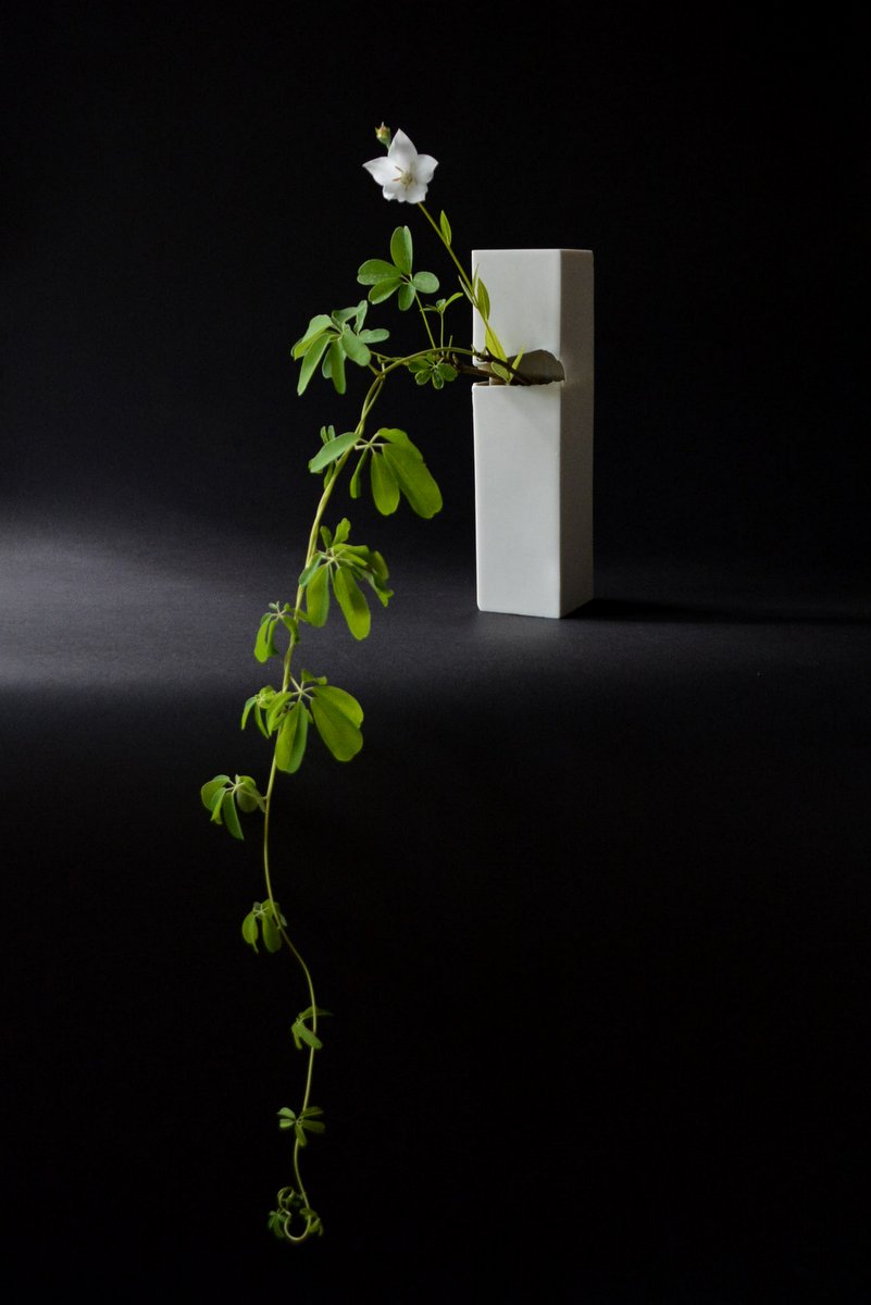 「 白石陽一展 土の現象 」 花もまた_d0087761_15111631.jpg