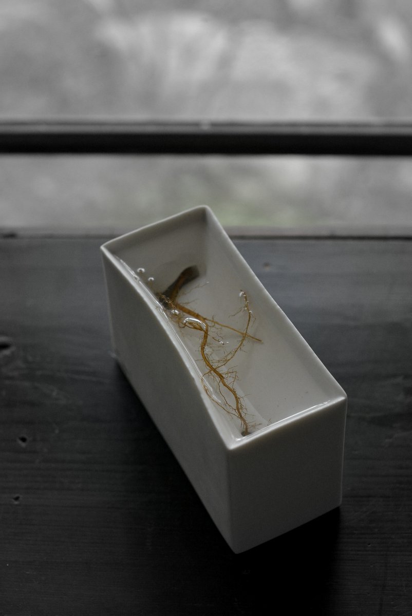 「 白石陽一展 土の現象 」 花もまた_d0087761_15115520.jpg