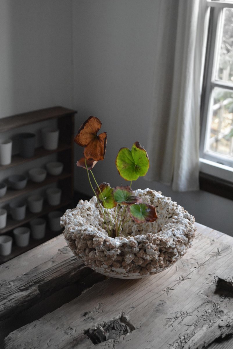 「 白石陽一展 土の現象 」 花もまた_d0087761_1512669.jpg
