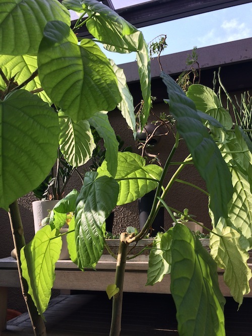 観葉植物のウンベラータ_f0324766_11565970.jpg