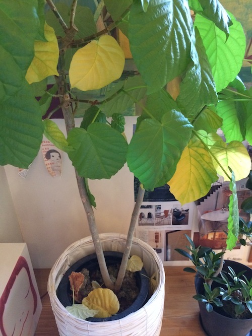 観葉植物のウンベラータ_f0324766_11571693.jpg