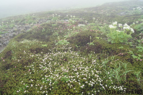 乗鞍岳畳平の高山植物_e0181373_21341900.jpg