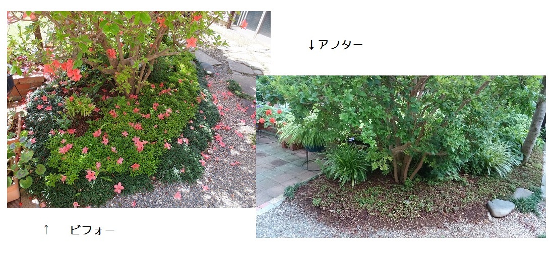 庭木の断捨離 ② : 井ノ中カワズの井戸端ばなし