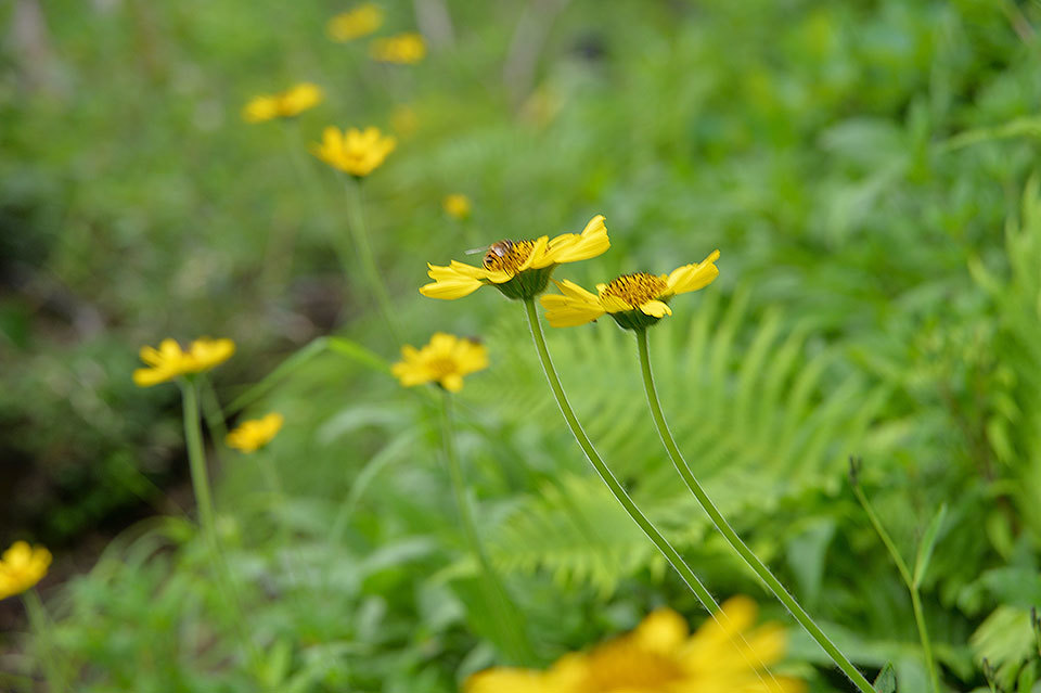 花の山旅　ニセイカウシュッペ山（前編）_f0109977_03115610.jpg