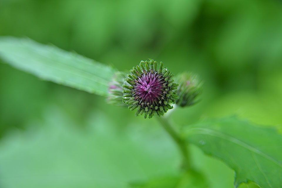 花の山旅　ニセイカウシュッペ山（前編）_f0109977_04171883.jpg