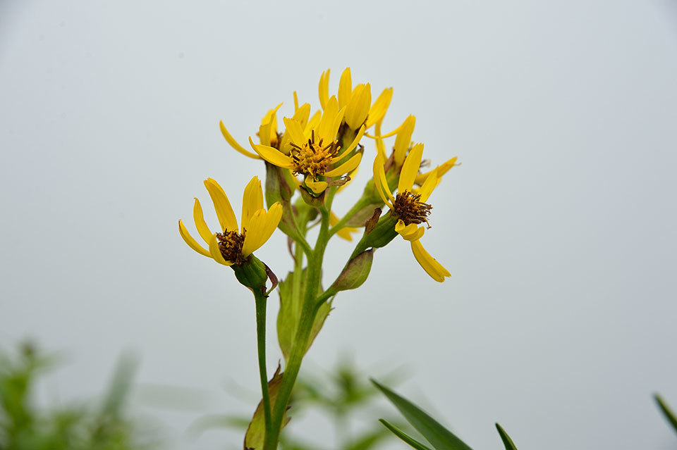 花の山旅　ニセイカウシュッペ山（前編）_f0109977_04595224.jpg