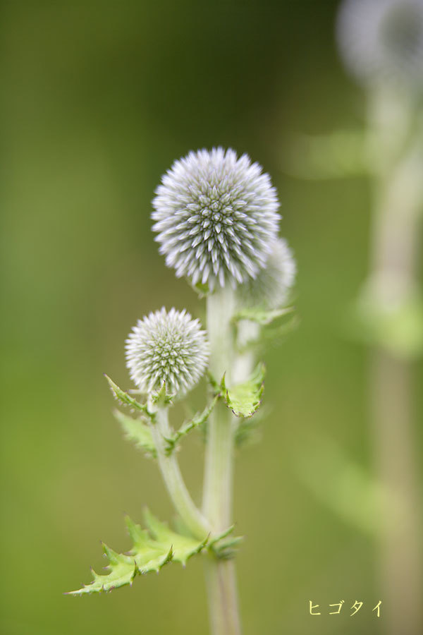 久しぶりに阿蘇の草原へ_b0163788_21300828.jpg