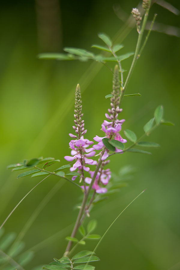 久しぶりに阿蘇の草原へ_b0163788_21301986.jpg