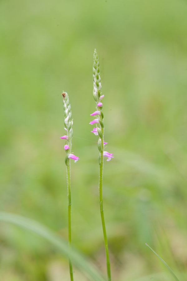 久しぶりに阿蘇の草原へ_b0163788_21311356.jpg