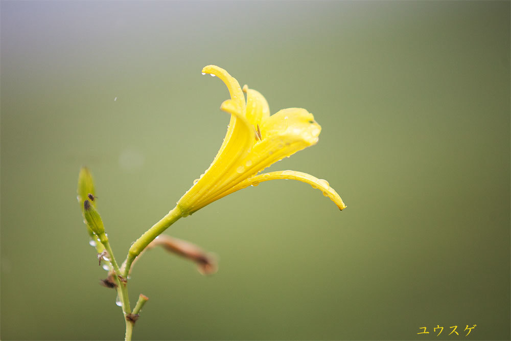 久しぶりに阿蘇の草原へ_b0163788_21315489.jpg