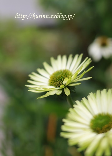 a0123003_18124348.jpg