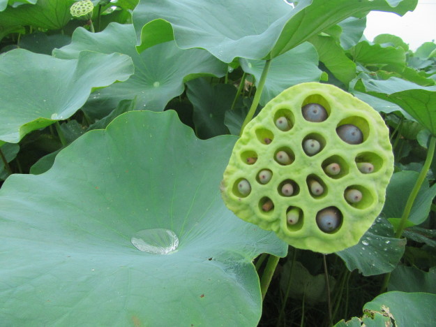 湿地畑の蓮の花と地下茎は「蓮根」…2017/7/26_f0231709_00030432.jpg