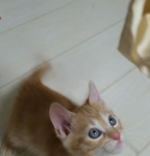 e0144012_13353255.jpeg