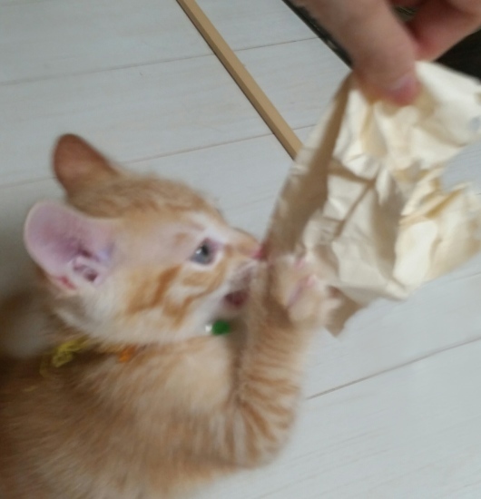 e0144012_13370334.jpeg