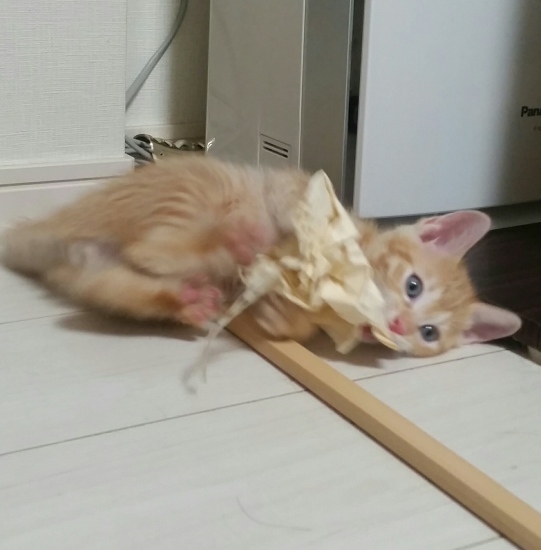 e0144012_13464872.jpeg