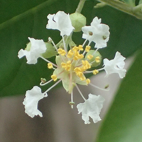 シマサルスベリの花_c0190915_19044321.jpg