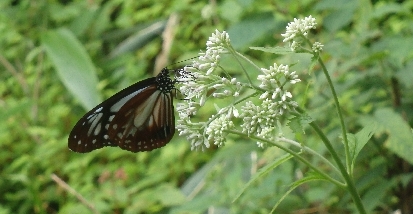 f0193521_4113164.jpg