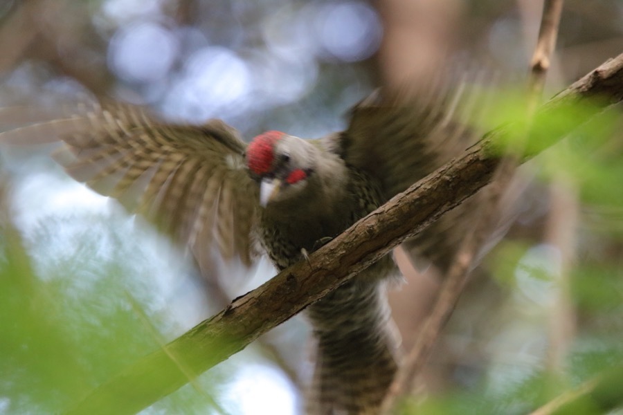 落鳥、オオルリ幼鳥兄妹_d0368631_20084432.jpg