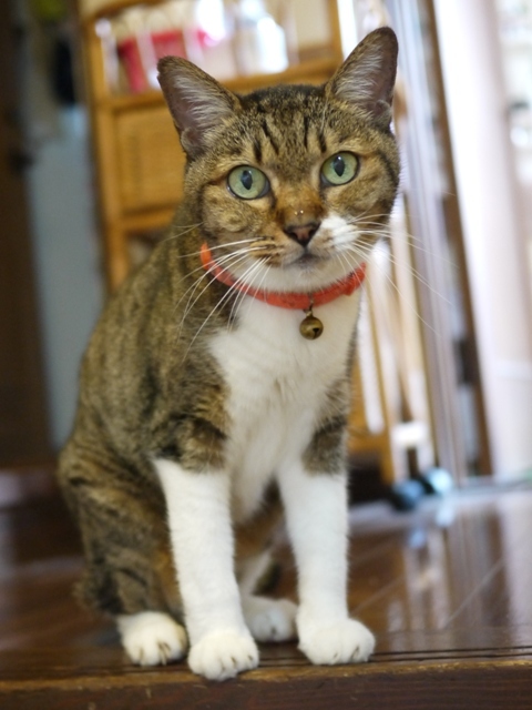 猫のお留守番 メイちゃん編。_a0143140_22011627.jpg