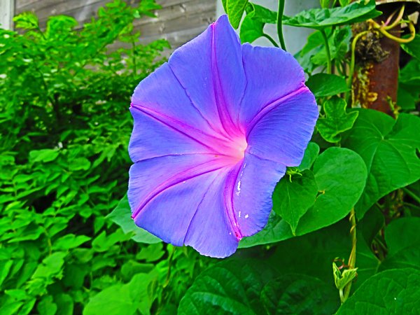 17年7月28日 琉球朝顔の花が咲く 今日の風に吹かれましょう