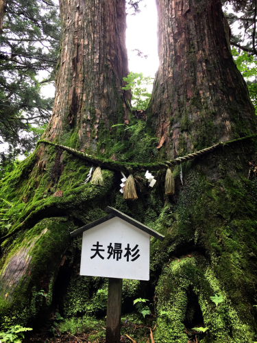 花暦ウォーク@金剛山頂回遊コース_e0292546_11521643.jpg