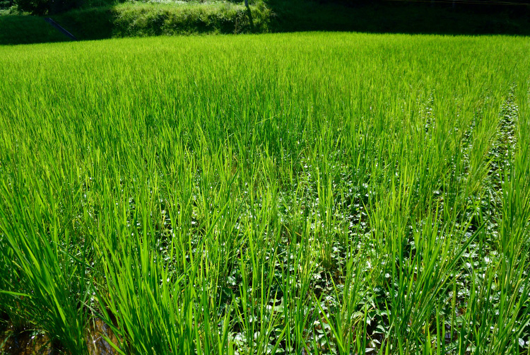 夏野菜の収穫_d0231263_2343592.jpg
