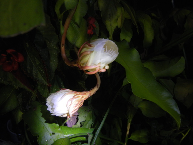 c0361298_22332101.jpg