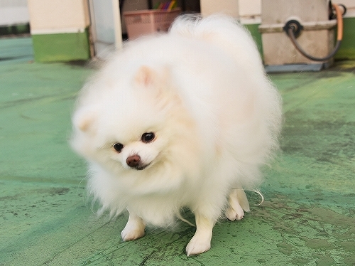 誰にも止められない_d0360206_23500386.jpg