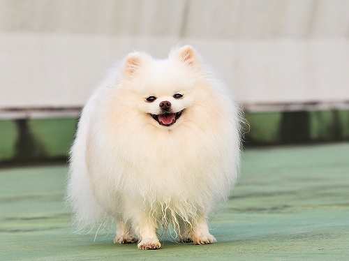 誰にも止められない_d0360206_23503332.jpg